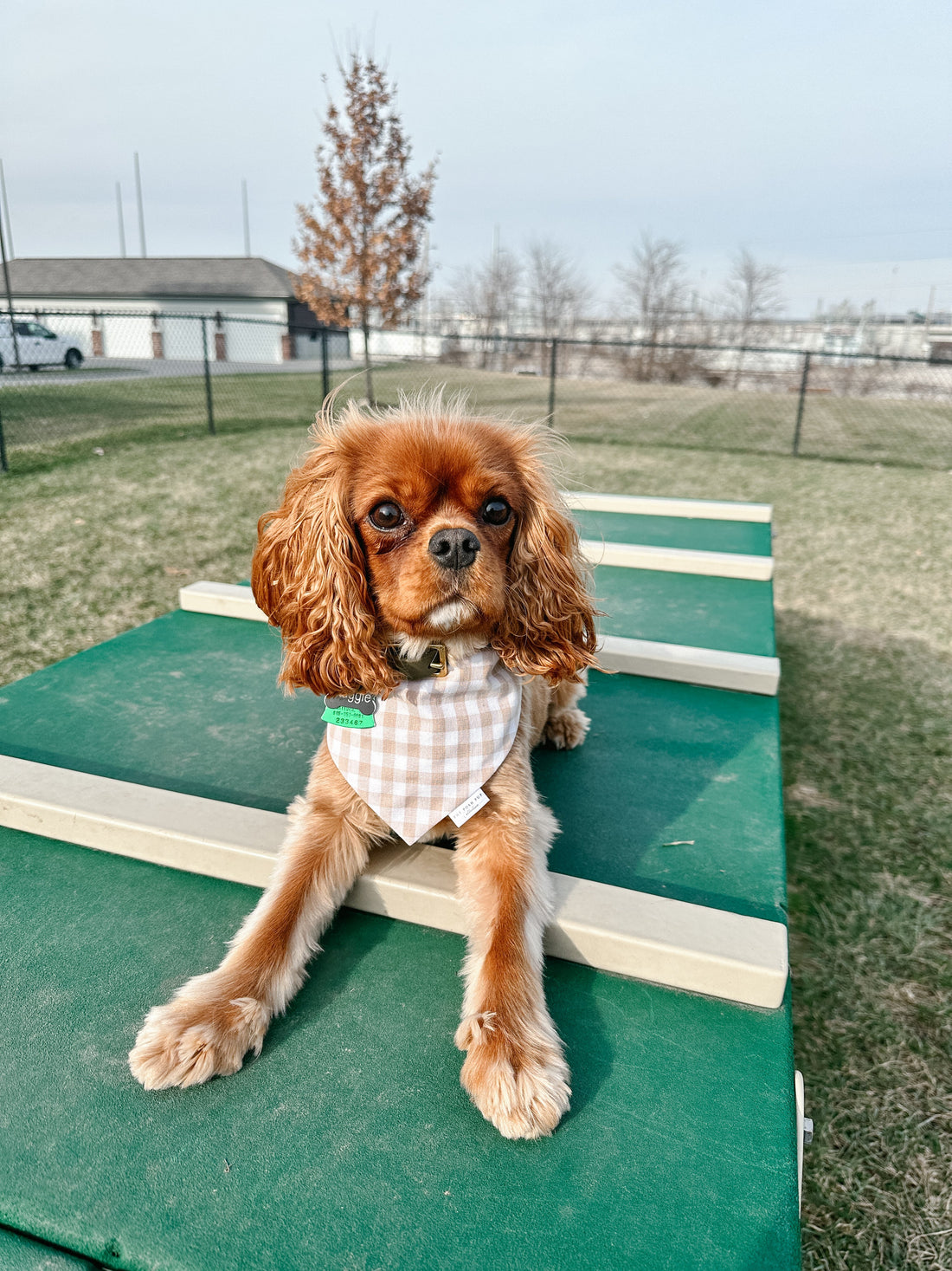 From Scrunchies to Scrunchie Dog Bandanas: How The Posh Pup Collective Got Its Start